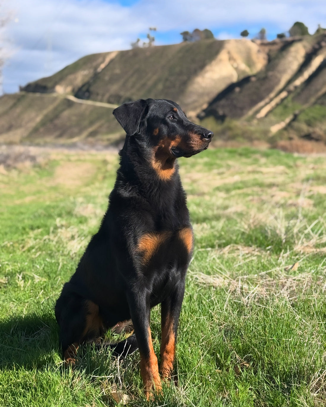 AKC Beauceron - Serena Tempete De Hope (Dam)