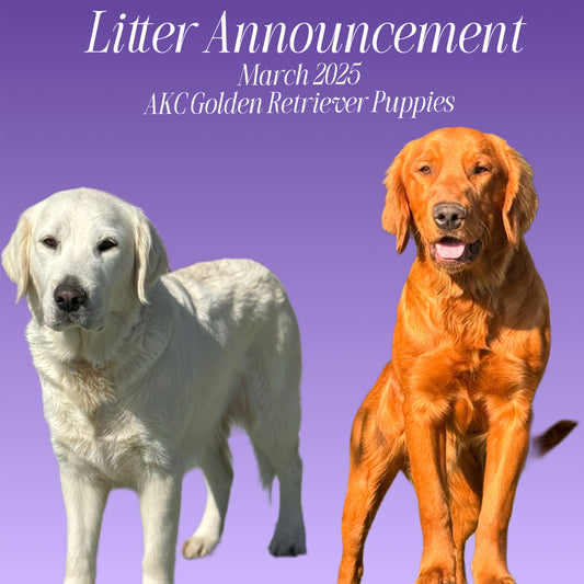 Upcoming Litters! - AKC GOLDEN RETRIEVERS