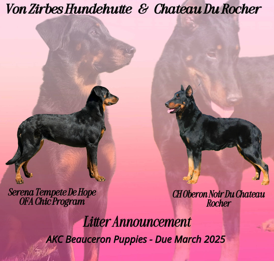 Upcoming Litters! - AKC BEAUCERONS